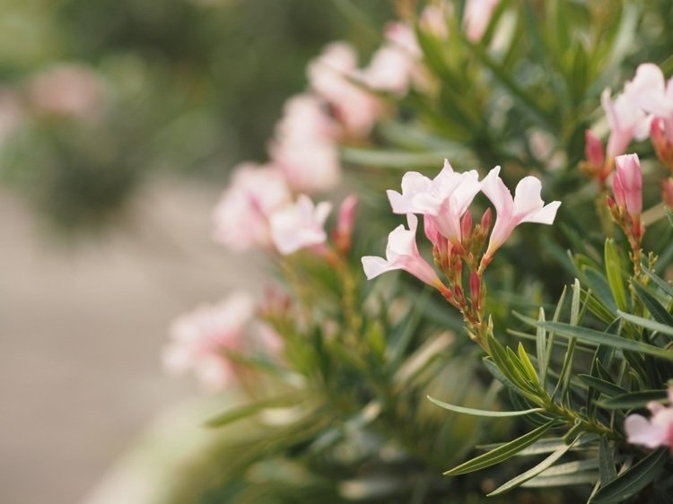 Oleandervård och befruktning för fler blommor Tips