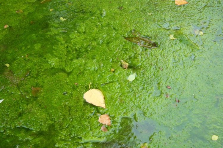 överdriven alger blommar i dammen på grund av ett stört ekosystem på grund av felaktig befruktning