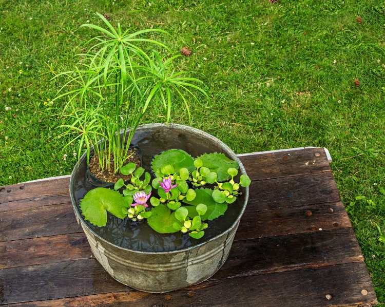 Gör din egen miniträdgård i vattnet av näckrosor och använd andra typer av växter