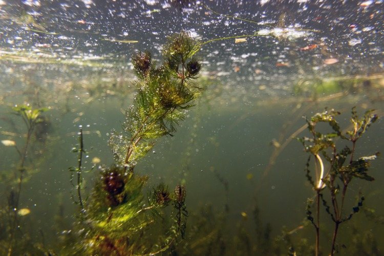 Under vattnet växer dammväxter under vattnet