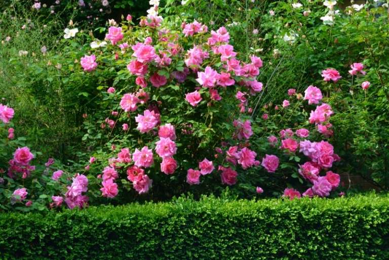 Doftande växter-trädgård-häckväxter-vårblommor-rosor