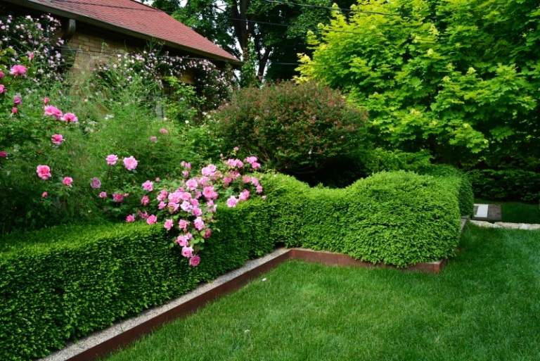 Doftande växter-trädgård-rosa-ros-buske