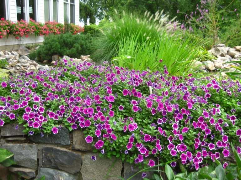 Doftande växter-trädgård-stenmur-petunier-lila