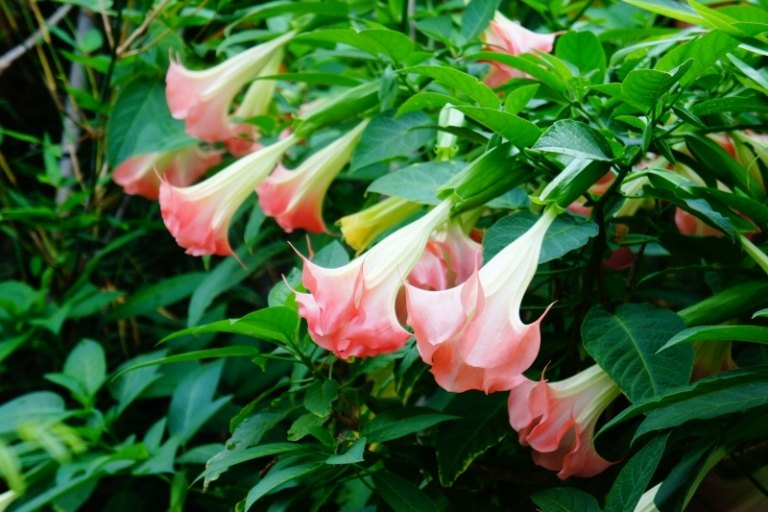 Doftande växter-trädgård-ängel-trumpet-rosa-blomma