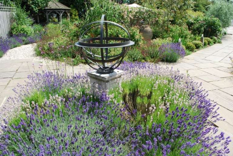Doftande växter-trädgård-lavendel-pilkatt