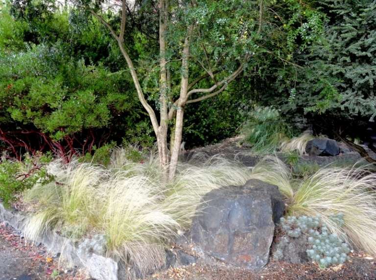 Doftande växter-trädgård-rockery-Artemisia-cultivar-Versicolor