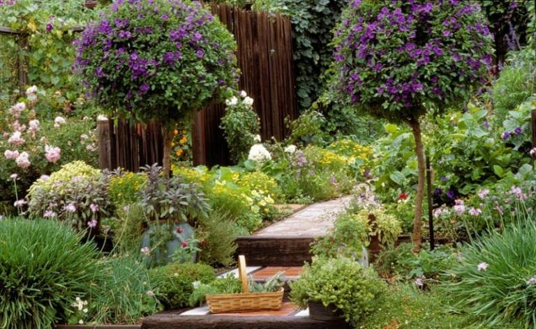 Doftande växter i trädgården-örter-timjan-rosmarin