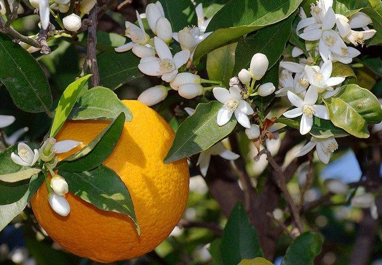 doft-trender-2016-parfymer-citrus-citron-blommar