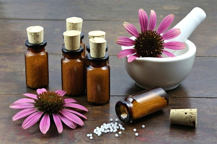huskurer mot inflammationsbakterier och infektioner homeopati med echinacea -växter