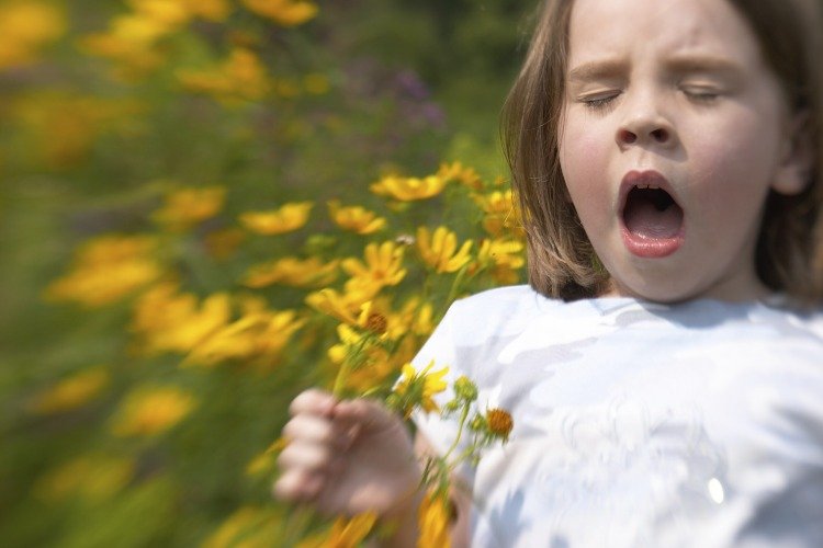 allergi reaktion nyser barn med blommor echinacea växt i handen