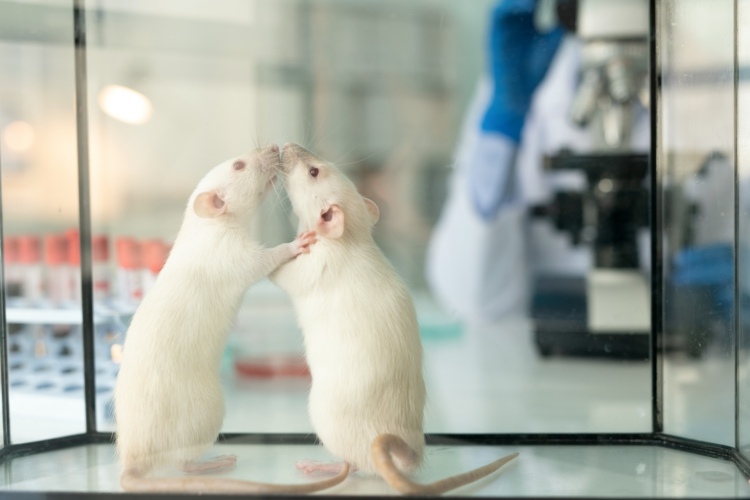 Experiment på råttor visar hur fördelaktigt spannmålen är