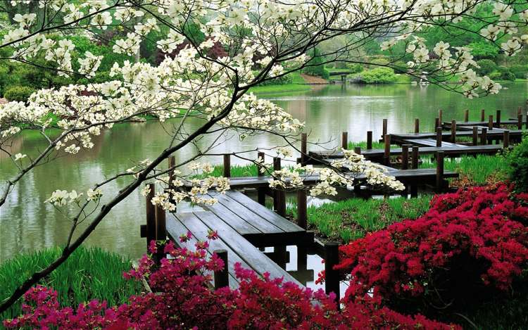kinesisk-japansk-trädgård-damm-vatten-bro-växter