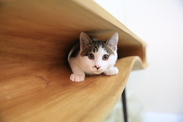 design träbord katter kul hylla under bordsskiva