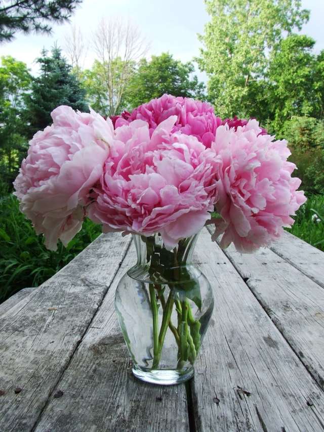 pringonies rosa glasvas matbord i trädgården