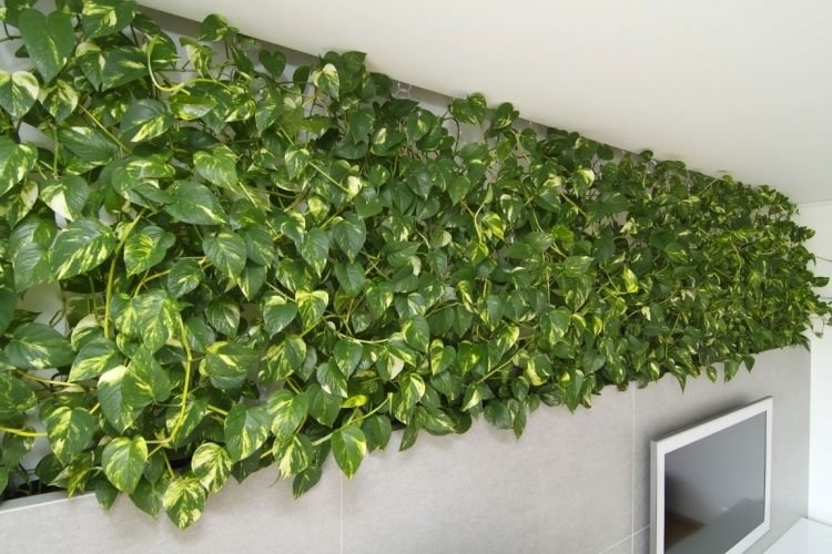 vertikal-trädgård-tv-vägg-tv-vägg-design-klätterväxter-grön-modern-ljusgrå