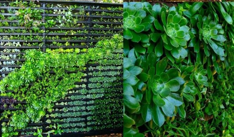 vertikal-trädgård-växter-succulenter-skapa-gröna-golv-vägg-design-inomhus-utomhus