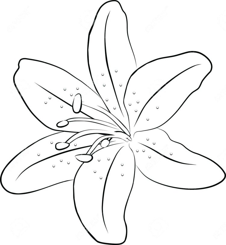 En enkel lilja som mall för nybörjare