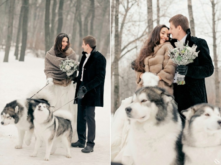 Bröllop hund vinter husky promenader päls