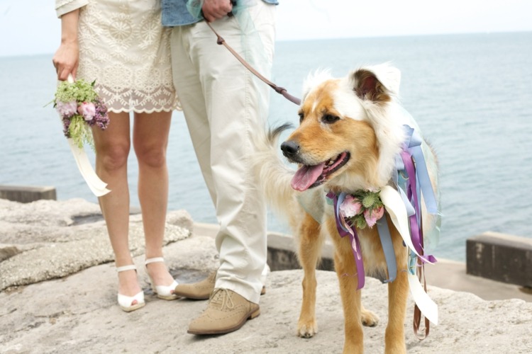 bröllop-hund-krans-idé-band-kort-bröllop-klänning-spets-fåll