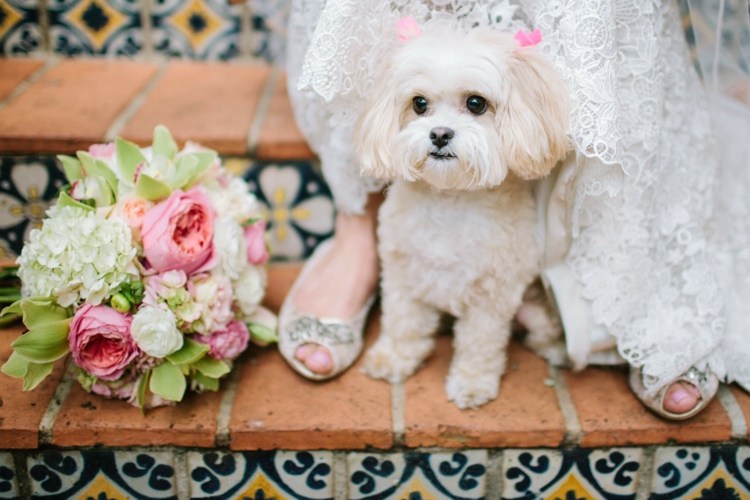 bröllop-hund-bolonca-vintage-spets-bröllopsklänning-brudbukett-rosor