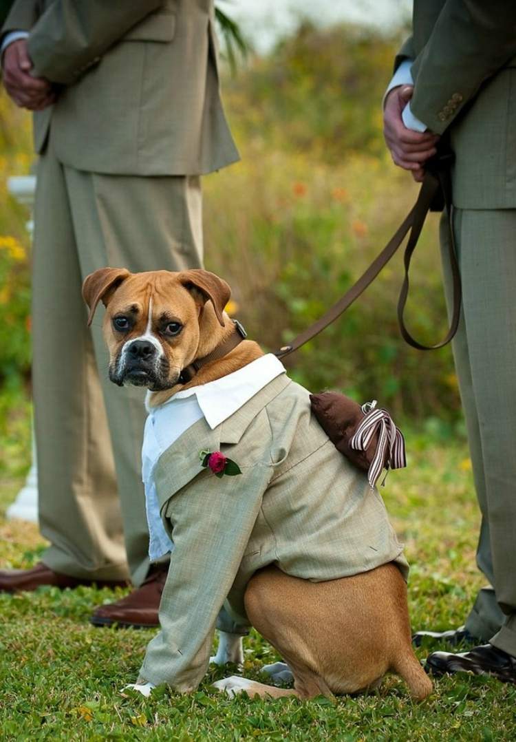 bröllop-hund-kostym-grå-rygg-ring-kudde-brun-bröllopsceremoni