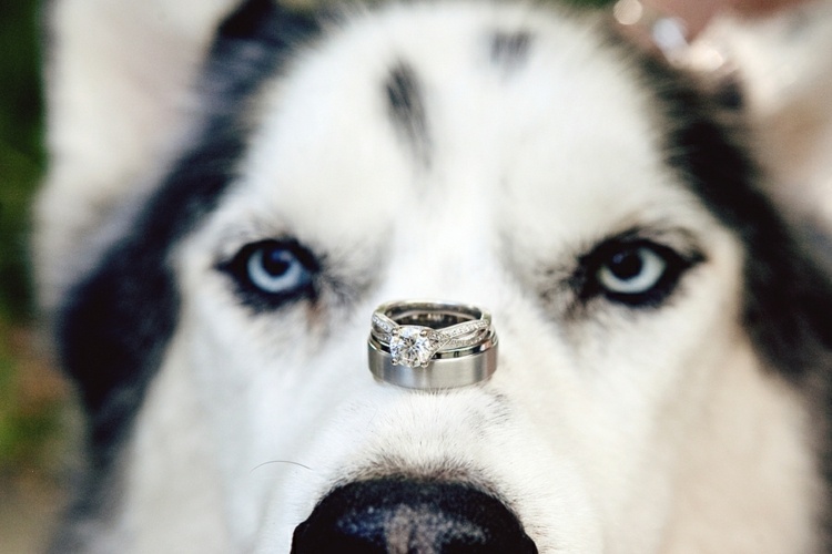 bröllop-hund-ring-ädelsten-husky-nos-vita-ögon
