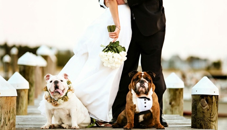Bröllop med hundgäster-idé-tailcoat-bulldog-flower krans-brudgum-brud