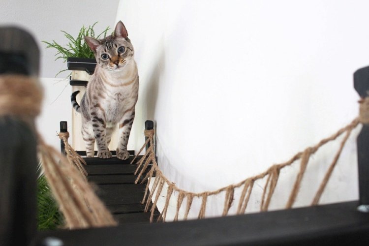 hängbro för katter väggrep monteringsanvisningar