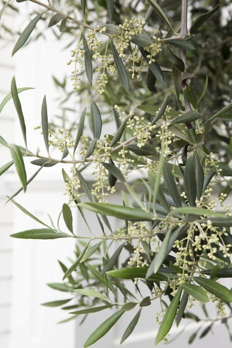 trädgårdsdesign-medelhavs-olivträd-idé-exotisk stil-blomma-inspiration