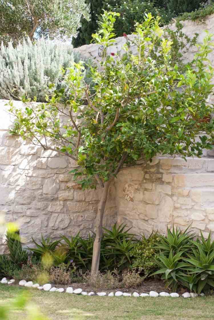 trädgårdsdesign-medelhavs-citrus-träd-växter-säng-vägg-sten-exotisk