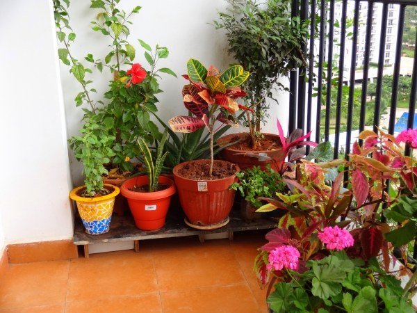vackra-växter-balkong-trädgård-design-mot-insekter
