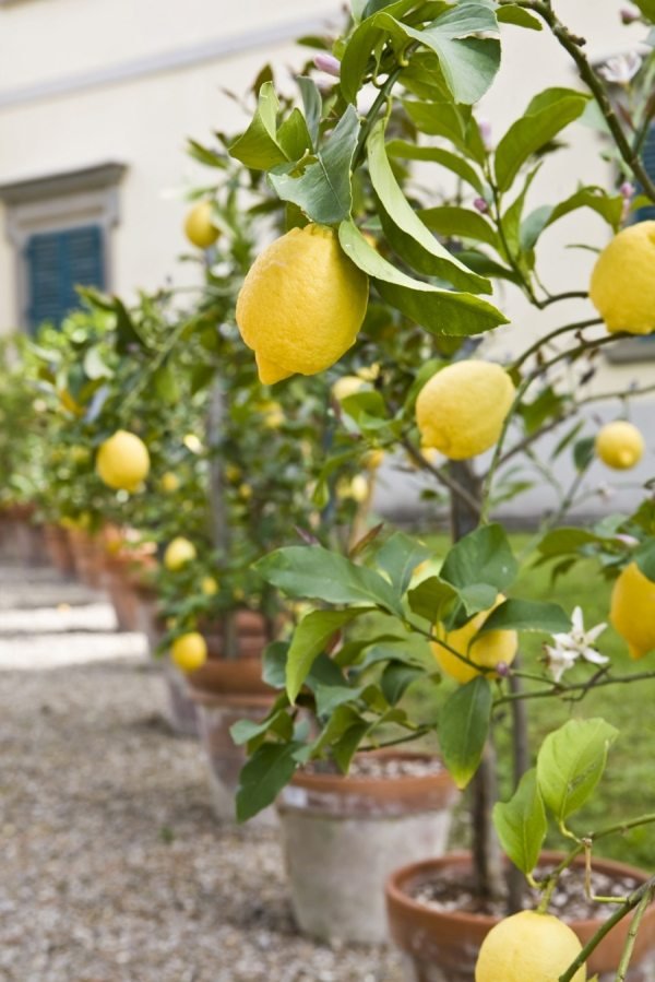 citron-mini-träd-terrass-växt-idé
