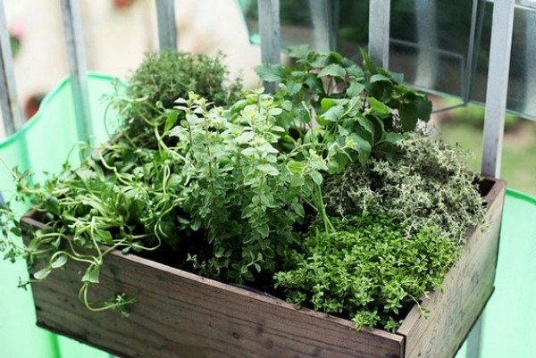 balkong-medicinsk-ört-växter-krydda-grön