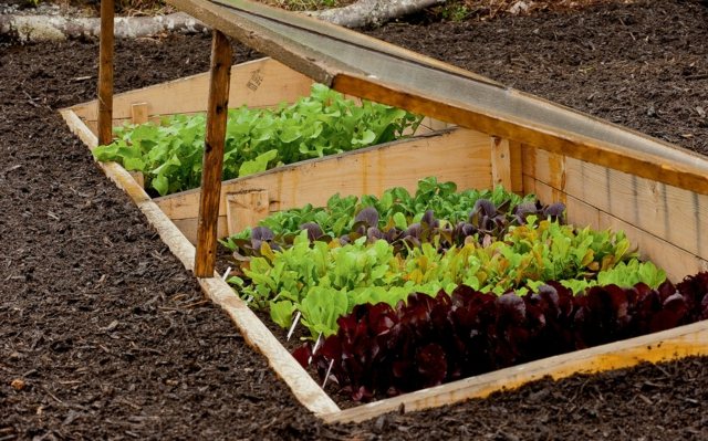 levande grönsaksodling växthus vindskydda idéer