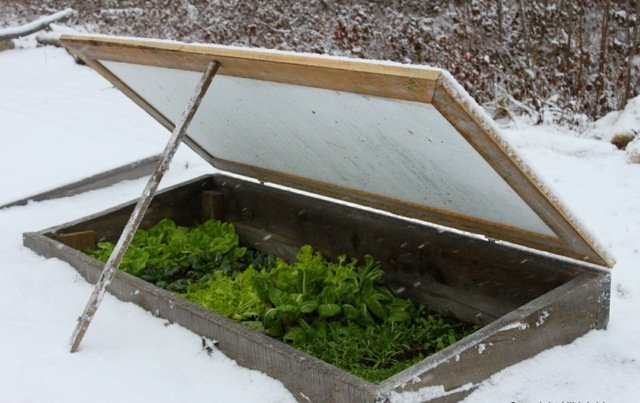 Skapa grönsaksfläckar Skydda vinden Bygg ditt eget växthus