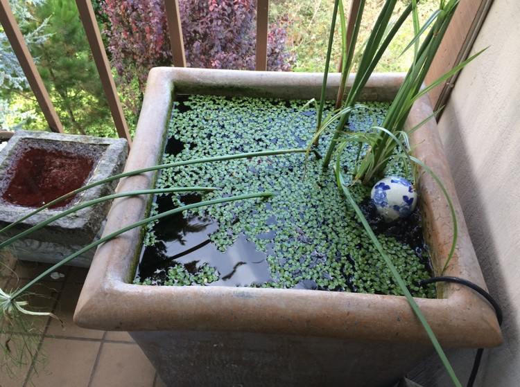 mini-trädgård-damm-skapa-planter-duckweed-balkong