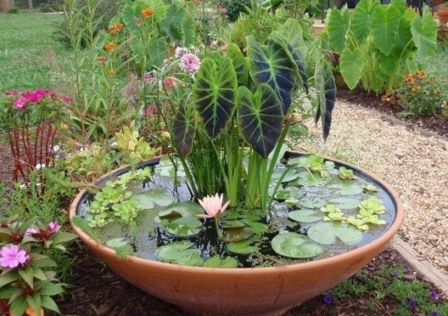 Skapa en liten trädgård gör det själv växter simma idéer