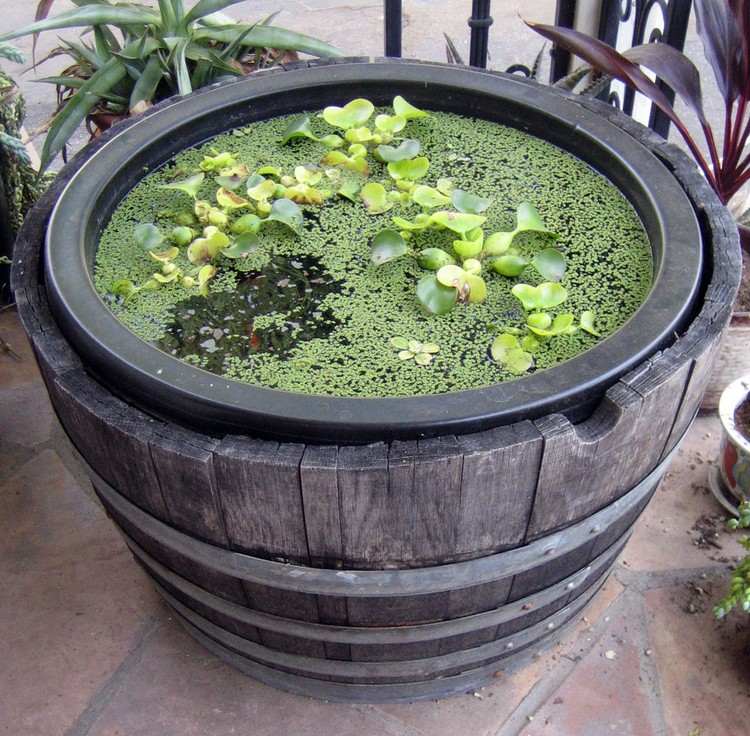 Skapa en mini trädgård damm vatten hyacint ankfat