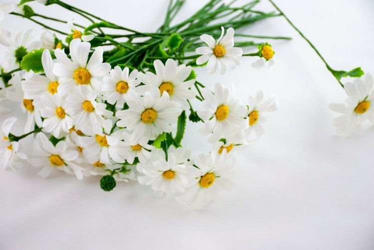 sommarbukett-vit-tusensköna-margherit-motherwort-gul-accent