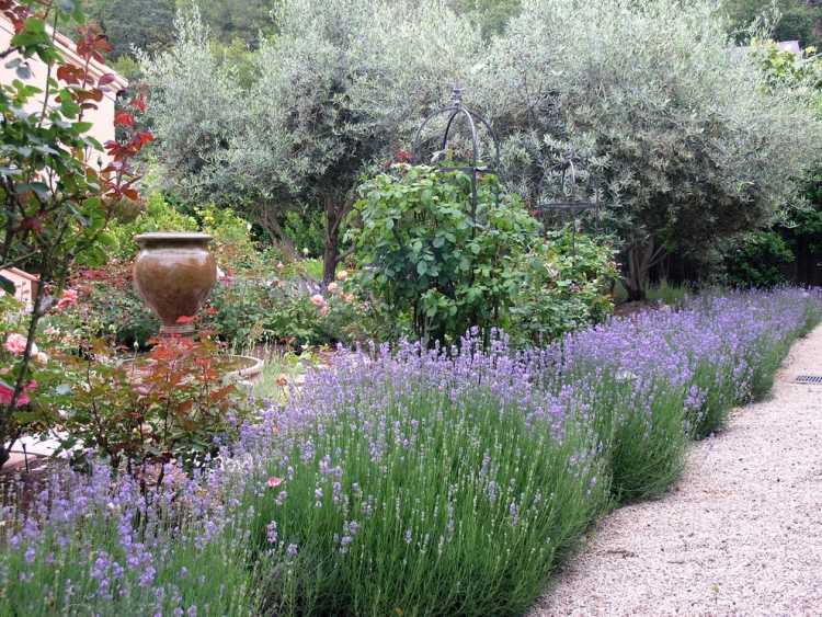 Kantväxter-design-idéer-trädgård-lavendel-buskar
