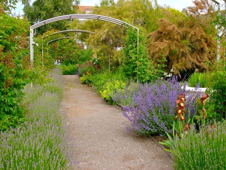 Kantväxter-design-idéer-trädgård-lavendel