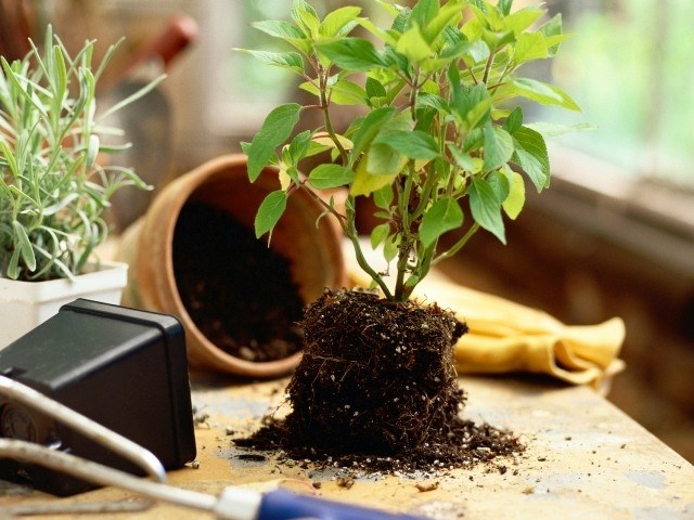 omplantera inomhusväxter krukväxtjord krukväxter vård