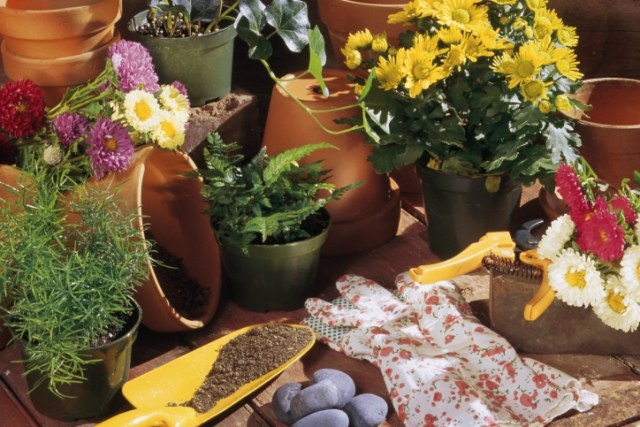 Omplanta blommor material-användbara tips-för hobby trädgårdsmästare