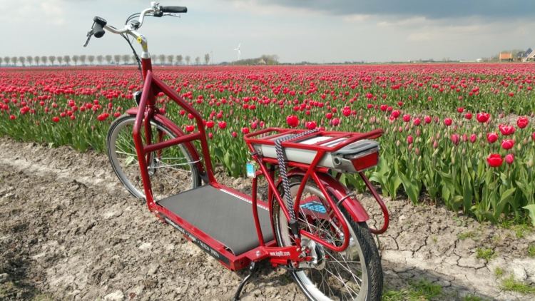 balanscykelidé bruin-bergmeester-röd-tulpan-fält-holland