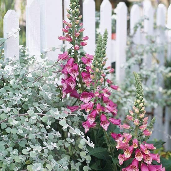 Blommor vackra växter trädgård design