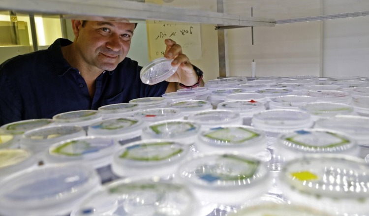 Forskare håller prov i provrör med mikroalger för att generera energi från växter