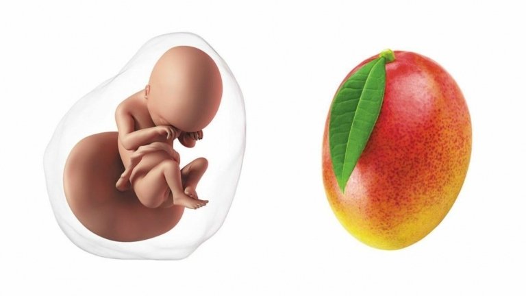 Barnet är stor som en mango vid 19 veckors dräktighet