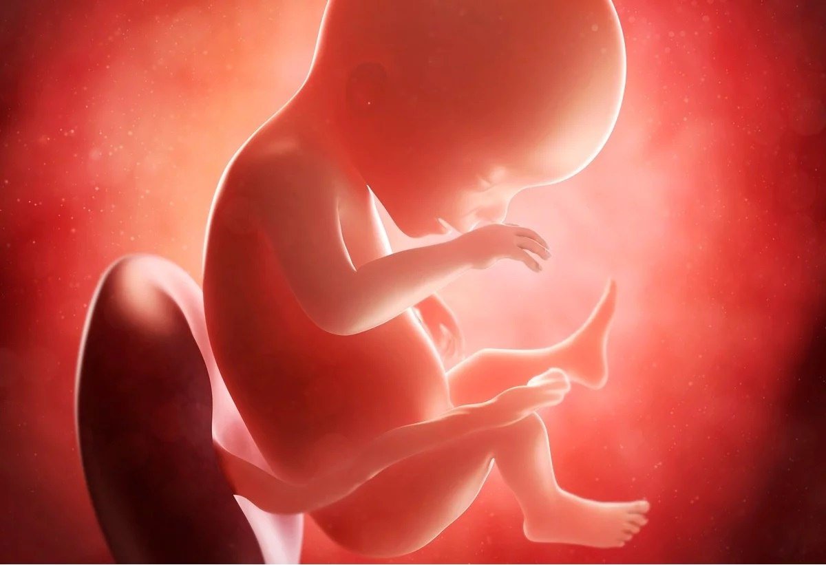 Barnet under den 19: e graviditetsveckan har mogna könsorgan