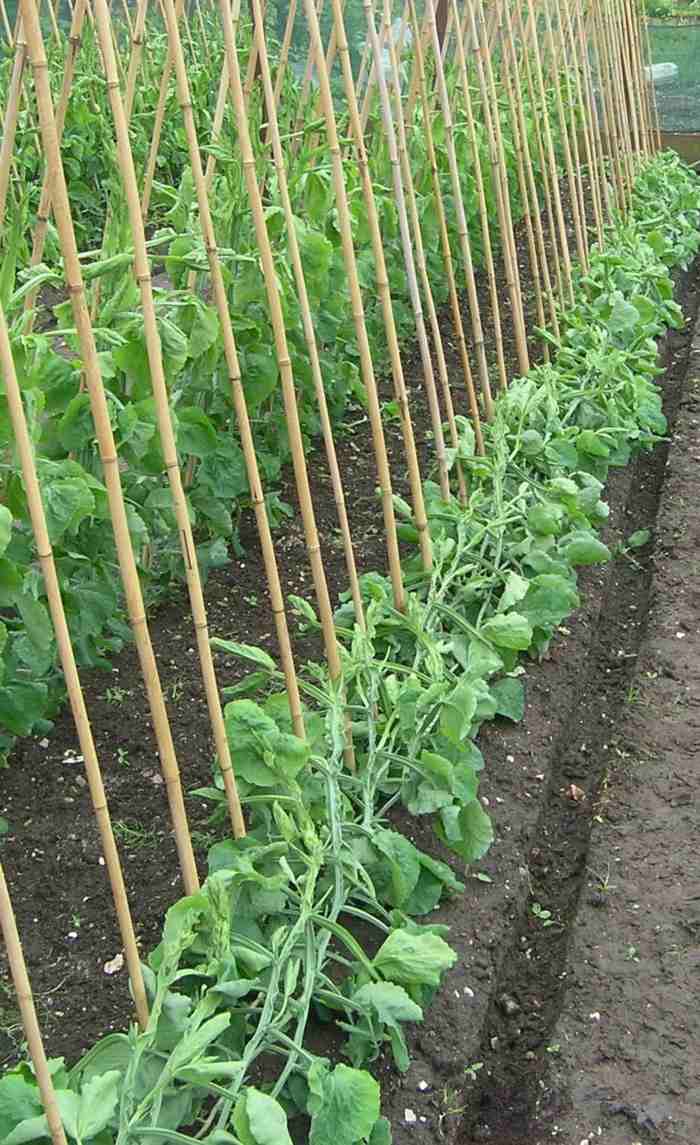 grönsaksbädden stöd bambu ärtor växter tips