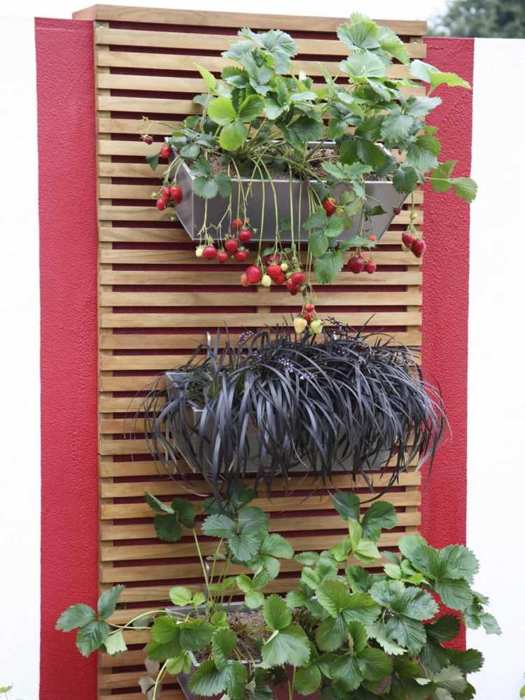 Metallburkplanter jordgubbar väggmonterade